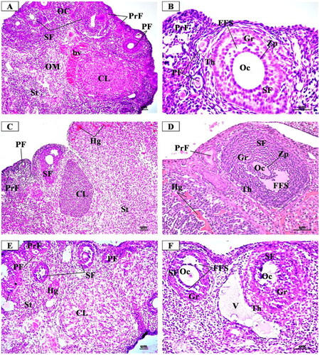 Figure 6. Representative Photomicrographs of H&E stained transverse sections of the ovary from (A & B) Control group showing normal structure of the ovarian cortex (OC) containing follicles at different stages of growth in the form of many primordial follicles (PrF), primary follicles (PF) with oocyte (Oc) and single layer of cuboidal cells, secondary follicle (SF) with large oocyte (Oc) surrounded by clear zona pellucida (Zp), multi-laminar granulosa cells (GC) and theca folliculi (ThF). corpus luteum (CL) is formed of granulosa lutein cells. bc: blood vessel in medulla. AF: atretic follicle. (C & D) Low dose MgO NPs treated group showing few changes of the histological structure as compared to the control group with little degenerative changes in the ovarian follicles and increased number of the atretic follicles (AF) and the corpora lutea (CL). some primary follicles (PF) had degenerated granulosa cells and oocytes (Oc). secondary follicles (SF) show atrophic oocytes (Oc) surrounded with degenerated granulosa cells (GC) and many vacuoles (V). dilated and congested blood vessels were observed (BV). some vacuoles are noticed (vv) within the stroma. (E & F) High dose MgO NPs treated group showing disturbed ovarian structure with degenerative changes in the ovarian follicles and increased number of the atretic follicles (AF) and the corpora lutea (CL) that showed degenerating luteal cells with pyknotic nuclei and vacuolated cytoplasm (arrow). some primary follicles (PF) had degenerated granulosa cells and oocytes (Oc). secondary follicles (SF) show atrophic oocytes (Oc) surrounded with degenerated granulosa cells (GC) and many vacuoles (V). dilated and congested blood vessels were observed (BV). some vacuoles are noticed (vv) within the stroma. (A, C, E X 200- B, D, F X 400).