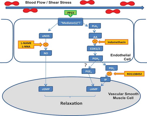 Figure 7. Signaling pathways affected by PP13. Endothelium-dependent vascular relaxation in response to placental protein 13 (PP13) occurs through an as-yet unidentified response element whose activation results in stimulation of nitric oxide (NO) production via endothelial nitric oxide synthase (eNOS), as well as metabolism of arachidonic acid (AA) to prostaglandins (PG) via COX1/2 enzymes. NO and PG normally elicit relaxation of vascular smooth muscle cells through cGMP and cAMP, respectively. Note that in the context of blood vessel relaxation, PP13 does not alter endothelial cytosolic Ca2+ levels, and that the IP (prostacyclin) receptor is not involved, suggesting that another prostaglandin, e.g., prostaglandin E2 (PGE2) may be responsible. cAMP: Cyclic adenosine monophosphate; cGMP: cyclic guanosine monophosphate, PLA2: phospholipase A2; l-NAME: Nω-nitro-l-arginine-methyl-ester; l-NNA (Nω-nitro-l-arginine; PGH2: prostaglandin H2; RO1138452: 4,5-dihydro-1H-imidazol-2-yl)-[4-(4-isopropoxy-benzyl)-phenyl]-amine.