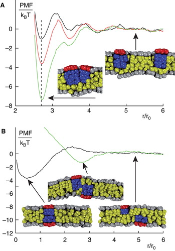 Figure 3. Structure formation of peripheral membrane proteins. (A) PMF for peripheral membrane proteins that reside in the same leaflet of a homogenous lipid bilayer. For large distances, proteins do not interact whereas for small distances a minimum in the PMF emerges that indicates a bound state. The binding strength increases for increasing penetration depths and radii of the proteins. (B) PMF for peripheral membrane proteins that reside in opposing leaflets of a homogenous lipid bilayer. In this case, proteins can form cross-leaflet dimers with a configuration and binding energy that depends again on the penetration depths and radii of the involved proteins. Figure adapted from (Morozova et al. Citation2011). This Figure is reproduced in colour in the online version of Molecular Membrane Biology.