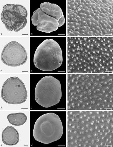 Figure 12. LM (A, D, G, J) and SEM (B, C, E, F, H, I, K, L) micrographs of dispersed fossil Juglandaceae pollen. A–L. Carya sp., pollen in tetrad (A), single grains (D, G, J), close-ups of polar area. Scale bars - 10 μm (A, B, D, E, G, H, J, K), 1 μm (C, F, I, L).