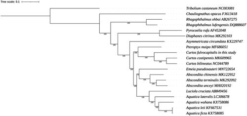 Figure 1. Molecular phylogenetic analysis of the complete mitochondrial genome by the MrBayes method.