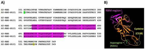 Figure 1. (A) Amino acid sequence alignment between SARS-CoV-2 RBD219-WT (S2-RBD) and RBD219-N1C1 (S2-RBD-N1C1). In the N1C1-mutant, the N-terminal glutamine residue (N331, green) is removed and a C538A mutation (yellow) was introduced. Neither mutation is inside the receptor-binding motif (RBM, purple). (B) The structure model of RBD219-WT was extracted from the crystal structure of the SARS-CoV-2 spike protein (PDB ID 6VXX). The RBM (N436-Y508) is again shown in purple while the deleted asparagine (N331) and mutated cysteine (C538, mutated to alanine) in RBD219-N1C1 are highlighted in green and yellow, respectively