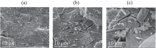 Figure 9. Scanning electron microscopy images of ASBM with CL-PCE added at 25 days (a, b and c show the Scanning SEM images of CL-PCE with dosages of 0.0%, 0.03%, and 0.05%, respectively).