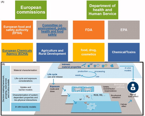 Figure 2. (A) Regulatory bodies in USA and European Union working as watchdog for nanotoxicological assessment. (B) Key scientific considerations to enable understanding of the long-term, medium and short opportunities in nanotoxicology. The boxes on the left hand side detail the tools that are essential towards (i) ensuring that fundamental properties and nanomaterial lifecycle are measured in the prioritization of nanomaterials taken forward into risk testing, and (ii) the efficacious utilization of in vitro, mechanistic methods to predict apical toxic effects. Figure adapted from Burden et al. (Citation2017).