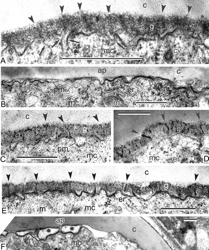 Figure 5. Middle tetrad stage and transition to late tetrad stage in Magnolia sieboldii. A. Rod-like units in the glycocalyx (cylindrical micelles, arrowheads) start to accumulate sporopollenin and become osmiophilic; they are initial columellae; many rod-like units are rooted in the cytoplasm (arrows). B. No glycocalyx layer in the apertural region (ap). C–E. Gradual accumulation of sporopollenin on the framework of primexine, rod-like glycocalyx units (cylindrical micelles), leads to appearance of procolumellae (arrowheads); in some places, sporopollenin acceptor particles (SAPs) are distinguished (C). F. Large vesicles (asterisks) appear between the plasma membrane of microspore and callose layer in the aperture site (ap). Abbreviations: see Figure 1. Scale bars – 500 nm.