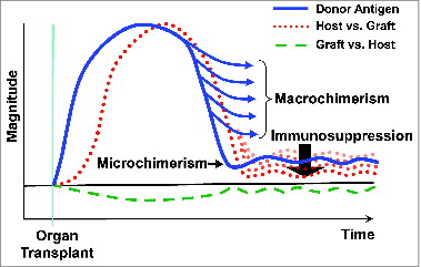 Figure 5. Spectrum of macro- to microchimerism.