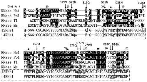 Fig. 1. Comparison of the amino acid sequences of RNase He1, RNase Po1, RNase T1, and RNase Ms.Notes: He1, RNase He1 from H. erinaceus; Po1, RNase Po1Citation5) from P. ostreatus; Ms, RNase MsCitation2) from A. saitoi; and T1, RNase T1Citation13) from A. oryzae. Numbers above the alignment correspond to the RNase He1 numbering. Residues in common with RNase He1 are shaded. ★: Catalytic site. The amino acid residues that were mutated are indicated by arrows. The site-directed mutants of RNase He1 are enclosed by dotted lines: 12RHe1, RNase He1 containing 12 mutations (12-mutant-He1); 4RHe1, RNase He1 containing four mutations (4-mutant-He1). The amino acid residues mutated into Asn or Gln in the two mutants are enclosed in the boxes.