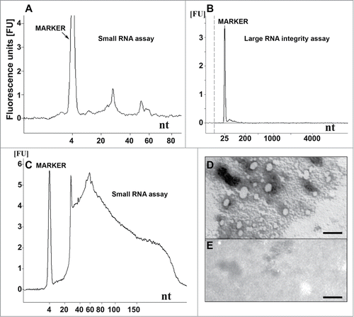 Figure 1. Nucleic acid analysis and formation of recPrP nanostructures. (A) Electropherogram of inoculum 8 (DNase I-digested inoculum 2) analyzed using a small RNA assay chip, showing 2 distinct populations of RNA with average lengths of approximately 27 and 55 nucleotides. Approximate quantities of oligonucleotides measured in each peak are 0.5 ng for the marker, 0.2 ng for the first peak (∼27 nt) and 0.07 ng for the second peak (∼55 nt). (B) Electropherogram of DNase I-digested inoculum 2 analyzed using a large RNA integrity assay chip, showing the absence of large cellular RNA and degradation products. (C) Inoculum 2 analyzed using a small RNA assay chip, showing the presence of cellular DNA (sizes ≤ 300 nucleotides). Approximately 37 ng of DNA is observed for 0.16 mg brain equivalent loaded. (D) Electron micrograph of inoculum 8 after negative staining, indicating the presence of ovoid and spherical aggregates of PrP with diameters of 7-40 nm. (E) Electron micrograph of control inoculum 7 (Ph/Ch + α-recPrP monomers), showing the absence of PrP aggregates (scale bar, 100 nm). For (A-C) 1 μl of sample was loaded onto the chip, which is approximately equal to 8 ng equivalent PrPSc and approximately 0.16 mg brain equivalent.