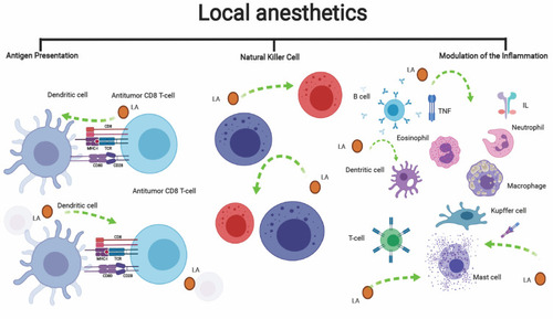 Figure 3 Effect of local anesthetics on immune and inflammatory cells. Local anesthetics modulate the activity of different immune cells. They potentiate natural killer cells cytotoxicity, facilitate antigen presentation, and have shown to modulate the function of neutrophils, macrophages, and dendritic cells.