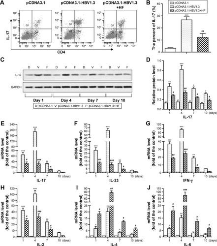 Figure 2 HF protects SD rats from acute hepatitis B by regulating CD4+IL-17+ T-cells and expression levels of pro-inflammatory/anti-inflammatory cytokines. Rats were transfected with pCDNA3.1-HBV1.3 or pCDNA3.1, respectively. Rats in the pCDNA3.1-HBV1.3+HF group were transfected with pCDNA3.1-HBV1.3 and supplied with HF. (A) The frequency of CD4+IL-17+ T-cells in peripheral blood of transfected rats was detected through flow cytometry. (B) The ratio of IL-17 expression from the results of flow cytometry. (C) Relative protein level of IL-17 in livers of transfected rats at different time points was assayed through Western blot. (D) Quantitation of (C). (E–J) Relative mRNA levels of IL-17, IL-23, IFN-γ, IL-2, IL-4, and IL-13 at different time points were assayed through qRT-PCR, respectively. The bars show mean ± standard deviation of 3 independent experiments. *P<0.05, **P<0.01, ***P<0.001 versus pCDNA3.1 group; #P<0.05, ##P<0.01, ###P<0.001 versus pCDNA3.1-HBV1.3 group.