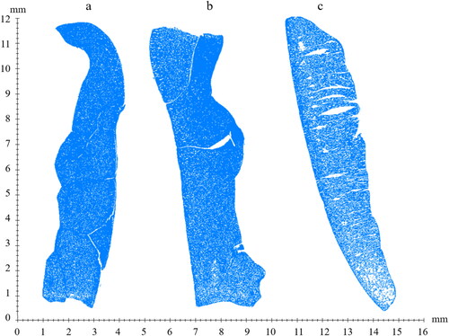 Figure 2. 2-D projections of virtual cross-sections of the solid fraction obtained by X-ray tomography from (a) unroasted cocoa nibs, (b) cocoa nibs roasted in a conventional oven at 120 °C, and (c) cocoa nibs roasted in a fluidized bed roaster at 120 °C.