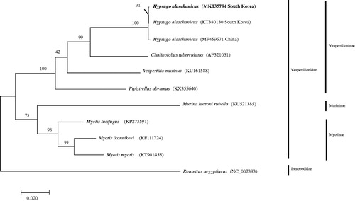 Figure 1. The phylogenetic relationship of Hypsugo alaschanicus based on mitogenome sequences. The phylogenetic tree was generated using the maximum-likelihood method based on GTR + G + I model. The robustness of the tree was tested with 2000 bootstraps. The numbers on the branches indicate bootstrap values.