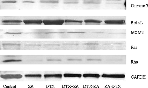 Figure 5.  Western blot analysis showing differential expression of caspase-3 precursor, Bcl-xL, MCM2, Ras and Rho following exposure of PC-3 cells to zoledronic acid (1 mM) and docetaxel (3 nM) either as single agents, in combination or sequence. (ZA-zoledronic acid, DTX- docetaxel).