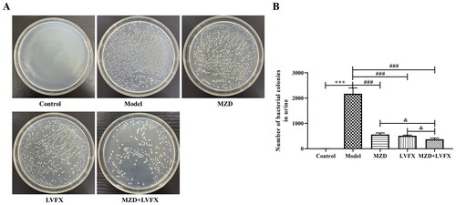 Figure 2. Urine bacterial culture of rats with UTI caused by ESBLs E. coli. (A) Representative plate showing the bacterial culture of urine. (B) The number of bacterial culture colonies in the urine of rats. Data are shown as mean ± SD. *p < 0.05, **p < 0.01, ***p < 0.001, compared with the control group; #p < 0.05, ##p < 0.01, ###p < 0.001, compared with the model group; &p < 0.05, &&p < 0.01, &&&p < 0.001, compared with the MZD + LVFX group. MZD: modified Zhibai Dihuang pill; LVFX: levofloxacin.