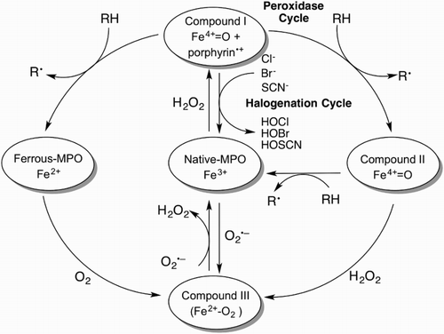 Figure 1. The MPO catalytic cycle. Native MPO reacts with H2O2 to form compound I. Compound I can be converted back to native MPO either by the halogenation cycle or by the two-step one-electron reduction in the peroxidase cycle. Ferrous-MPO and compound III are redox forms of MPO that exist outside the two catalytic cycles.