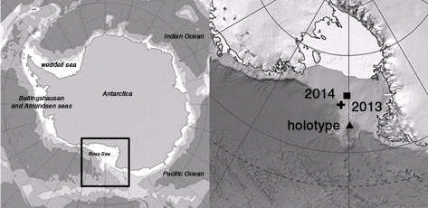 Fig. 2  The capture locations in the Ross Sea of the holotype of Melanocetus rossi (Balushkin & Fedorov Citation1981), the two specimens of M. rossi from the stomachs of Antarctic toothfish collected in 2013 (Hanchet et al. Citation2013) and our specimen from the stomach of an Antarctic toothfish collected in 2014.