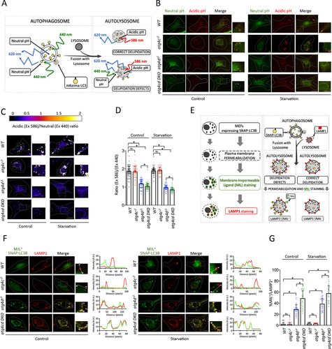 Figure 8. Combined deficiency of Atg4c and Atg4c leads to increased defects in LC3B delipidation than those present in atg4d-/- cells. (A) schematic representation of the different possible autophagosome-related structures containing mKeima-LC3B. (B) Representative images for MEFs stably expressing Keima-LC3B, cultured in the indicated conditions (Starvation stands for serum and amino-acids starvation: EBSS for 3 h) (C) Representative images showing the fluorescence intensity ratio from both mKeima-LC3B signals (E x 586-Em620)/(Ex440-Em620). Scale bars: 10 μm, 3 μm in insets. (D) Quantification of mKeima-LC3B ratio from (E x 586-Em620)/(Ex440-Em620) signals. Each point value represents the average ratio of mKeima-LC3B positive structures of a single cell. n ≥ 60 cells per genotype and treatment. (E) Schematic strategy of the SNAP-tag®/LC3B assay developed to specifically monitor LC3B present at the cytosolic leaflet of the autolysosomal membrane. Right, schematic representation of the expected results for either normal or defective LC3 delipidation. (F) Representative pictures of MEFs stably expressing SNAP-PhosSTOP™/LC3B and double-stained with MIL (green) and Alexa Fluor 594®-conjugated anti-LAMP1 antibody (red) in the indicated conditions. Graphs show intensity profiles for fluorescent signals along the direction indicated in the insets (a-w). Scale bars: 10 μm. (G) quantification of the data depicted in (F). The percentage of LAMP1-positive dots which are also positive for MIL labeling is shown. Measurements were done with more than 45 cells per genotype and treatment. p-values were determined by unpaired student´s t-test, *p < 0.05.