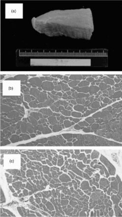 Figure 3. Effect of TS on muscle fiber in grower geese at week 12. (a) Control group (0%); (b) Control group (0%) (H&E stain, 100×); (c) 0.2% TS group (H&E stain, 100×).