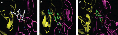 Figure 2.  (A) Cyclic RGD tripeptide (white) bound at the interface of αV (yellow) and β3A (purple). The blue ball represents a manganese ion; yellow doted lines represent H-bond interactions (low visibility here). (B) XT199 (green) bound at the interface of the αV and β3A subunits of the αVβ3 integrin; (C) tetrac (green) bound at the interface of the αV and β3A subunits.