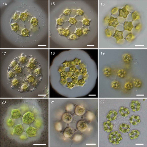 Figs 14–22. Morphology of Hariotina laxa and Hariotina guilinensis. Figs 14–19. Morphology of Hariotina laxa. Fig. 19. Syncoenobia. Figs 20–22. Morphology of Hariotina guilinensis. Fig. 22. Syncoenobia. Scale bar = 10 μm