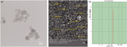 Figure 3. (a) TEM image, (b) FESEM image and (c) hydrodynamic size distribution of CA-MNPs by DLS analysis.