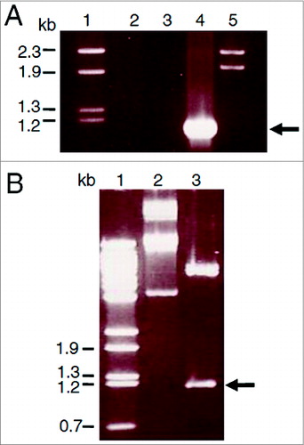 Figure 1. Cloning of the porA gene from N. meningitidis B15 P1.3 in the plasmid pET21a. A. PorA gene PCR amplification. The fragments were separated on a 1% agarose gel and stained with ethidium bromide. Lane 1 = λ/Hind III-digested molecular weight DNA standard. Lane 2 = PCR control reaction with a single PorA-1F primer. Lane 3 = control reaction with PorA-1R primer. Lane 4 = reaction with both primers and N. meningitidis chromosome as template. Lane 5 = λ/Bst II-digested DNA molecular weight standard (Gene Craft). B. Cloning of the amplified products by ligation to the pET21a plasmid. Lane 1 = λ/Bst II-digested DNA molecular weight standard. Lane 2 = pET21a-porA plasmid DNA without digestion. Lane 3 = pET21a-porA plasmid DNA under double digestion with Nde I and Hind III.