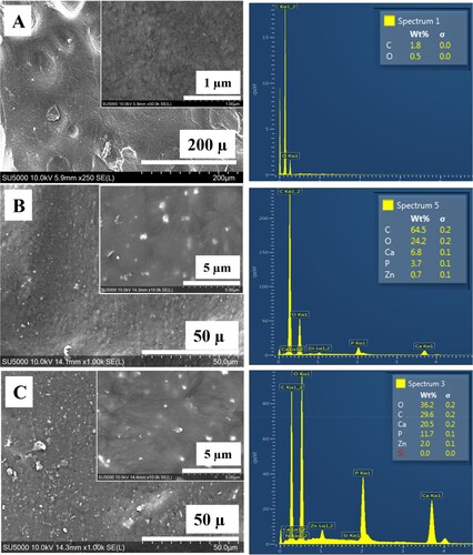 Figure 3. SEM micrographs of 3D printed samples showing the distribution of ZnHA particles on top surfaces and their compositional analysis by EDX: (A) PEEK, (B) PEEK/10ZnHA and (C) PEEK/20ZnHA.