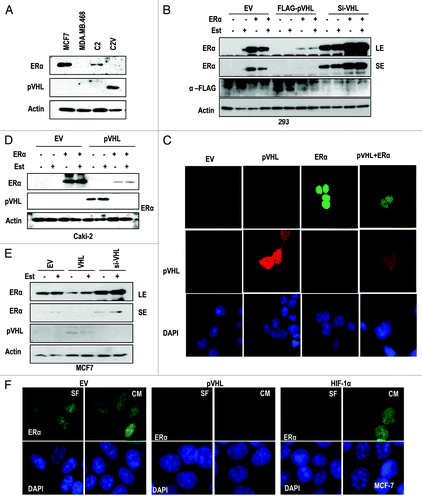 Figure 1. pVHL suppresses ER-α. (A) Expression of ER-α in VHL-deficient C2 cells. MCF7 and MDA-MB.468 (MDA) cells were used as positive and negative controls of ER-α expression. Actin was used as a loading control. (B) pVHL suppresses ER-α. After transfection with the indicated vectors or si-RNAs for 24 h, 293 cells were treated with estrogen (Est; 600 μg/ml) for 6 h. The expression of ER-α was determined by an ER-α-specific Ab, and the expression of exogenous pVHL was determined by a FLAG-Ab. EV indicates an empty vector transfection. LE and SE indicate a long exposure and a short exposure, respectively. (C) The reduction of ER-α and pVHL. Two hundred and ninety-three cells were transfected with VHL and/or ER-α for 24 h. After fixation with Me-OH, 293 cells were stained with anti-ER-α (green), anti-pVHL (red) and DAPI (blue). (D) pVHL suppresses ER-α in pVHL-mutant Caki-2 cells. Caki-2 cells were transfected with the indicated vectors for 24 h and were treated with estrogen for 6 h. (E) pVHL suppresses endogenous ER-α. MCF7 cells were transfected with the indicated vectors or si-RNAs for 24 h and were treated with estrogen for 6 h. LE and SE indicate a long exposure and a short exposure, respectively. (F) The reduction of endogenous ER-α by VHL transfection. MCF-7 cells were transfected with VHL or HIF-1α for 24 h. After fixation with Me-OH, MCF7 cells were stained with anti-ER-α (green) and DAPI (blue). To check for any effects that could have been caused by the serum, cells were incubated in serum-free medium (SF) or complete medium (CM) for 6 h before harvest.