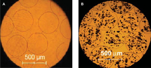 Figure 1. Photomicrograph of alginate-poly-L-lysine-alginate microcapsules (A) APA microcapsules without cells (B) APA microcapsules containing co-encapsulated engineered cells producing IFNα and engineered cells producing VEGF165b.