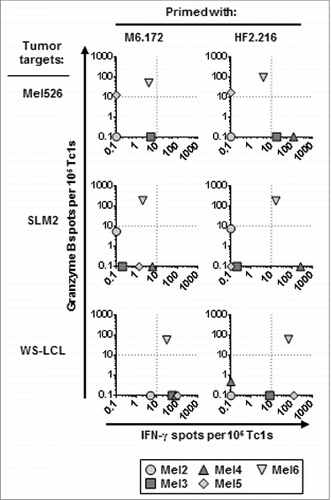 Figure 4. Functionality of MAGE-A6172–187 or HF-2216–229-stimulated CD8+ T-cell responders from advanced-stage melanoma patients. MAGE-A6172–187 or HF-2216–229 peptide-stimulated CD8+ T cells from melanoma patients were examined for their ability to recognize HLA-A2+, MAGE-A6+ tumor cell lines in vitro as described in Figure 1. Spot counts greater than 10 over control were considered to be antigen-specific (dotted lines represent the cut-off).