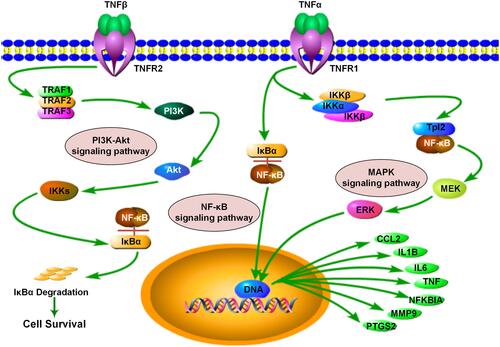 Figure 5 Illustration of TNF signaling pathway influenced by major putative targets of GBKC.