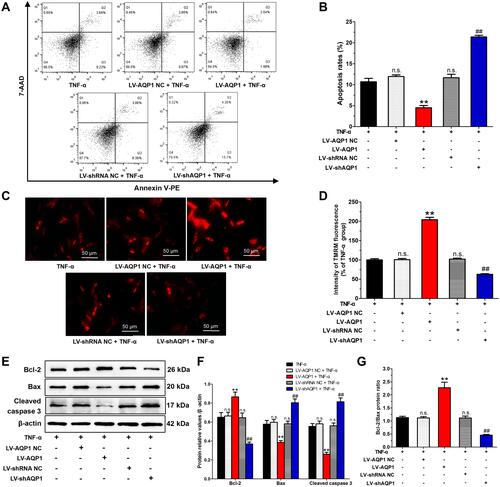 Figure 3 Effects of AQP1 overexpression or silencing on the apoptosis of TNF-α-stimulated MH7A cells. (A) Typical examples of cell apoptosis in various groups, detected by flow cytometer using Annexin V-PE/7-AAD staining method. (B) Histogram of apoptosis rates (%). (C) Typical images of TMRM staining (red) from various groups (×100). (D) Histogram of intracellular TMRM fluorescence intensity. (E) Typical examples of Bcl-2, Bax, cleaved caspase 3 protein expressions from various groups (Western blot). (F) Quantitative results of protein values, β-actin serves as housekeeping protein. (G) Histogram of the ratios of Bcl-2 to Bax protein. The data are mean ± SEM of three independent experiments performed in triplicate. n.s. compared with non-transfected control group. **P < 0.01 compared with LV-AQP1 NC group. ##P < 0.01 compared with LV-shRNA NC group.