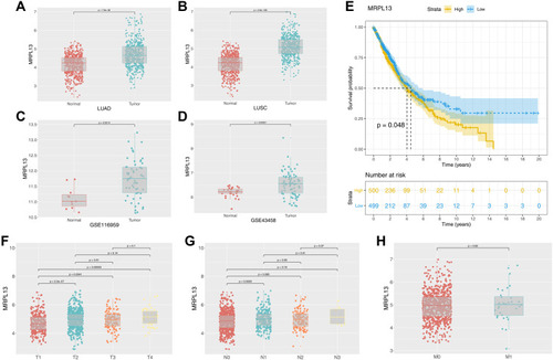 Figure 2 Clinical correlation and prognosis analysis of MRPL13.