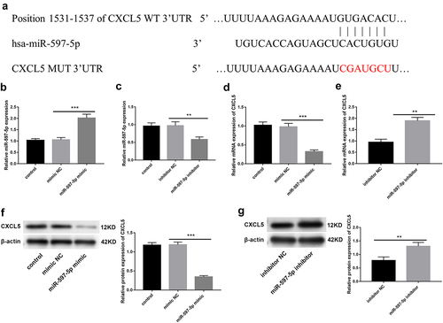 Figure 1. The miR-597-5p exerts direct regulation on CXCL5 by targeting its mRNA. (a) predictive analysis using Targetscan database revealed the putative targets of miR-597-5p. (b-c) after transfecting miR-597-5p mimic/inhibitor, miR-597-5p levels in Caco2 cells were quantified by performing qRT-PCR analysis. (d-e) relative mRNA expression of CXCL5 in Caco2 cells was assessed through qRT-PCR analysis. (f-g) relative expression of protein of CXCL5 in Caco2 cells was quantified by western blot.