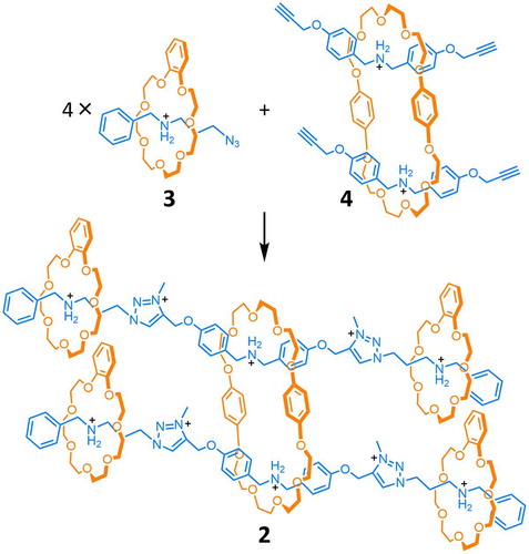 Scheme 1. (colour online) The CuAAC reaction of 1:1 inclusion complex 3 and 2:1 inclusions complex 4 produces hetero[7]rotaxane 2. The central BPP34C10 ring, which is doubly threaded, is prevented from dissociating by cascade stoppering.