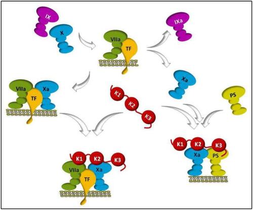 Figure 2 Mechanism of action of TFPI.