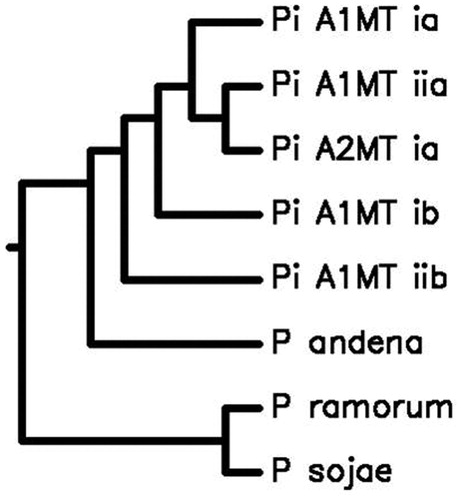 Figure 1. The phylogenetic tree depicting Genome-wide comparative studies of A2 MT with A1 MTs, P. ramorum, P. sojae and P. andina using Average Nucleotide Identity http://enve-omics.ce.gatech.edu/ani/. P. infestans A1 MT has 99.5%, 94.2%, 99.4%, and 94.3% sequence similarity with Ia (Acc. No. AY894835), IIa (Acc. No. AY898627), Ib (Acc. No. NC002387), and IIb (Acc. No. AY898628), respectively, and 98.3%, 71.5%, and 67.5% sequence similarity with P. andina (Acc. No. NC015619), P. ramorum (Acc. No. NC009384), and P. sojae (Acc. No. NC009385), respectively. Several nuclear and mitochondrial gene studies have shown that P. andina is an hybrid, with P. infestans as one of the parents (Kroon et al. Citation2004; Gómez-Alpizar et al. Citation2008; Haas et al. Citation2009; Goss et al. Citation2011; Blair et al. Citation2012; Lassiter et al. Citation2015) and our results strongly support the same at whole-genome level.