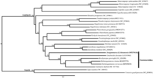 Figure 1. Maximum-likelihood (ML) tree based on the mitogenome sequence of Jesogammarus (Jesogammarus) hinumensis (MT270126) and 25 other eumalacostracan species. The bootstrap supports are shown on each node.