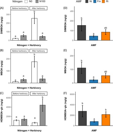 Figure 4. Effects of nitrogen availability, AMF and herbivory by S. exigua on DIMBOA, MBOA and HDMBOA-glc foliar accumulation. (A) Interactive effect of nitrogen availability and herbivory on the foliar accumulation of DIMBOA, (B) MBOA and (C) HDMBOA-glc in plants supplied with regular nitrogen (N100) or deprived of nitrogen (N0). (D) Main single effect of AMF inoculation on the foliar accumulation of DIMBOA and (E) MBOA and (F) HDMBOA-glc in non-inoculated plants (Ni), plants inoculated with Funneliformis mosseae (Fm) or plants inoculated with Rhizophagus irregularis (Ri). Bars represent the mean ± standard error. Treatments not sharing a letter are statistically different based on multifactorial ANOVA followed by Tukey’s (HSD) post hoc (p < 0.05, n = 3).