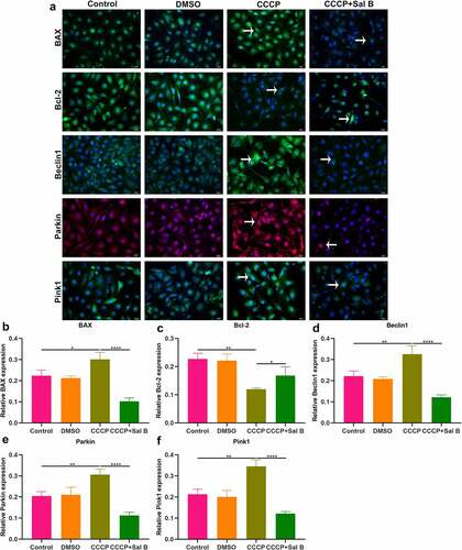 Figure 8. Effects of Sal B treatment on apoptosis and mitophagy in CCCP-induced HUVECs. (a) Representative images of immunofluorescence staining for BAX, Bcl-2, Beclin1, Parkin and Pink1 expression in HUVECs of control, DMSO, CCCP and CCCP + Sal B groups. (b–f) Quantification of BAX, Bcl-2, Beclin1, Parkin and Pink1 expression in HUVECs of above groups. Scale bar, 20 μm. *P < 0.05; **p < 0.01; ****p < 0.0001. Arrows indicate the abnormalities as claimed.