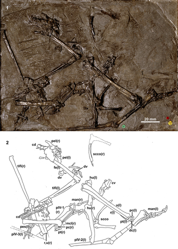 SANGSTER, pterosaur Dimorphodon macronyx Plate 1