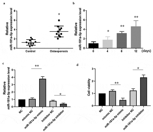 Figure 1. Effect of miR-181a-5p on the hBMSCs viability.A. Expression of miR-181a-5p on OP specimens. B. Expression of miR-181a-5p in β-glycerophosphate induced hBMSCs cell at different time intervals. C. The expression of miR-181a-5p in hBMSCs of different treatment groups was determined by RT-qPCR. D. The effect of overexpression or inhibition of miR-181a-5p on the hBMSCs viability was detected by CCK-8 experiment. n = 3, *p < 0.05 and **p < 0.01