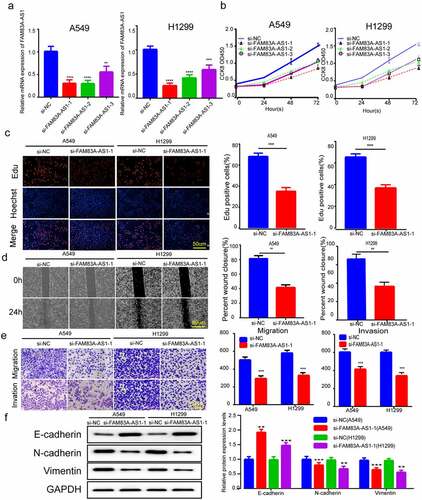 Figure 2. FAM83A-AS1 silencing-inhibited LUAD cell EMT, growth, invasion and migration. (a) Three siRNAs were transfected into H1299 and A549 cells, then qRT-PCR was performed for determining FAM83A-AS1 mRNA expression. (b-c) EdU and CCK8 assays were performed to detect LUAD cell proliferation. (d-e) Transwell and scratch assays were performed to examine the effect of silencing of FAM83A-AS1 on H1299 and A549 cells. (f) EMT-related protein levels were measured through WB assay. *P < 0.05, **P < 0.01, ***P < 0.001.