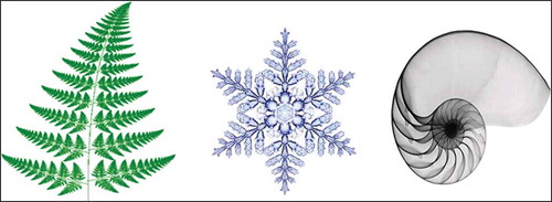 Figure 1. Fractals in a leaf, a snowflake, and a shell