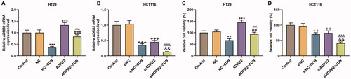 Figure 4. CDN suppressed ADRB2 expression and viability of CRC cells through inhibiting ADRB2 expression. Cells transfected with siADRB2 or ADRB2 overexpression plasmid were exposed to CDN and then examined for the mRNA level of ADRB2 and the viability using RT-qPCR (A, B) and CCK-8 (C, D), respectively. GAPDH acted as the internal control. **p < 0.01 or ***p < 0.001 vs. NC; ##p < 0.01 or ###p < 0.001 vs. NC + CDN; ^^^p < 0.001 vs. ADRB2; ++p < 0.01 or +++p < 0.001 vs. siNC; &&p < 0.01 vs. NC + CDN-10; △△△p < 0.001 vs. siADRB2. NC: negative control (empty vector); siNC: negative control of small interfering RNA (siRNA); CDN: cardamonin; CRC: colorectal cancer; ADRB2: β2 adrenergic receptor; CCK-8: cell counting kit-8; RT-qPCR: reverse transcription-quantitative polymerase chain reaction; siADRB2: siRNA for ADRB2.