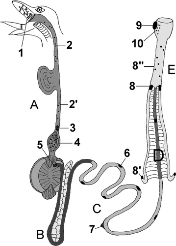 Figure 1.  Schematic drawing of the chicken intestinal tract indicating the locations of GALT: 1, pharyngeal tonsil; 2 and 2′, lymphoid tissue in the cervical and thoracic parts of the oesophagus, respectively; 3, oesophageal tonsil; 4, lymphoid tissue in the proventriculus; 5, pyloric tonsil; 6, Peyer's patch; 7, vitelline diverticulum (Meckel); 8, caecal tonsils; 8′, lymphoid tissue in the apical wall of the caecum; 8′′, lymphoid tissue in the rectum; 9, cloacal bursa (Fabricius); 10, lymphoid tissue in the proctodeum. Segment A, oesophagus with ingluvies, proventriculus and ventriculus; segment B, duodenal loop with pancreas; segment C, jejunum; segment D, ileum; segment E, caeca, rectum and cloaca.
