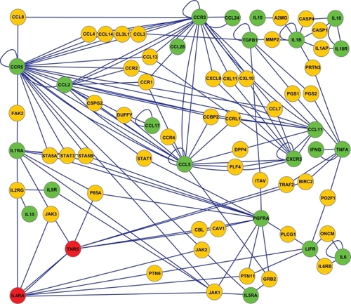 Figure 5 After manually annotating the whole set of 309 proteins in Figure 1B we realized that the most common class of annotations for these proteins was “cytokine–cytokine receptors”. The cytokine–cytokine receptors network was created by using these selected single nucleotide polymorphism proteins (synonymous marked as green nodes and nonsynonymous marked as red nodes) and further enlarged by also including their interacting proteins (yellow nodes).