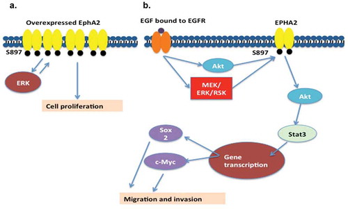 Figure 1. Different mechanisms that contribute to the oncogenic functioning of EphA2. A) The overexpression of EphA2 leads to ERK activation, which leads to phosphorylation of the S897 residue, inducing a stimulatory effect on cell migration (adapted from [Citation12]). B) Growth factor binding leads to phosphorylation of EphA2 on the S897 residue, through AKT and other molecules; this leads to the transcription of Sox2 and cMyc which promotes cell migration and invasion [Citation50,Citation51].