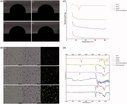Figure 2. (A) Contact angle of microspheres of M (a), M1 (b), M2 (c), M3 (d). (B) Laser scanning confocal microscopy images of M1 (a), M2 (b), M3 (c). Composite picture, bright field picture and fluorescent picture from left to right, respectively (scale bar= 25 μm). (C) DSC thermograms of PEG, PLGA, MINO, MINO-microspheres. (D) FTIR spectra of PEG, PLGA, SAIB, MINO, MINO-microspheres, MINO-M-SAIB.