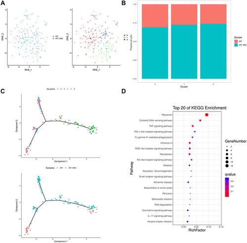 Figure 6 The identification of pDCs in control and psoriatic mice. (A) t-distributed stochastic neighbor embedding (t-SNE) distributions of the 3 plasmacytoid dendritic cell (pDC) clusters. (B) Bar plots showing cell subset distributions across samples within different groups. Blocks represent individual samples. (C) pDCs cells trajectory states defined by single cell transcriptomes (top panel) and pseudotime trajectory of pDCs shown separately for control and psoriatic mice (bottom panel). (D) Kyoto Encyclopedia of Genes and Genomes (KEGG) analysis of upregulated pathways in pDCs of control mice versus psoriatic mice.